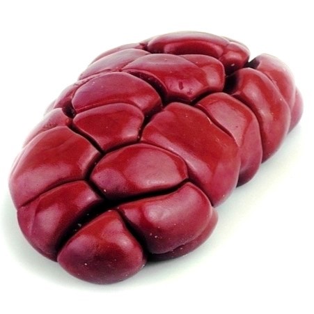 Beef Kidney