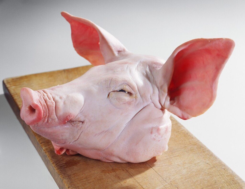 Pork Head